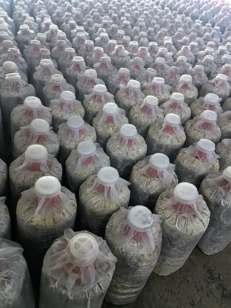 灵芝菌种灵芝菌包鹿茸芝菌棒灵芝菌棒辅料全高质量源头厂家