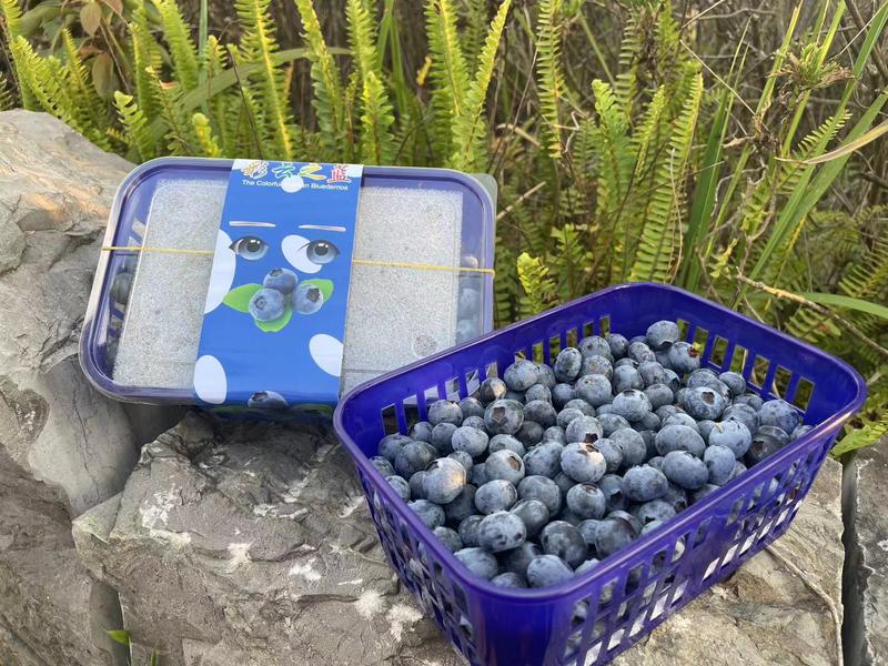 云南澄江抚仙湖蓝莓小糖豆500克/篮每天新鲜采摘当天发货