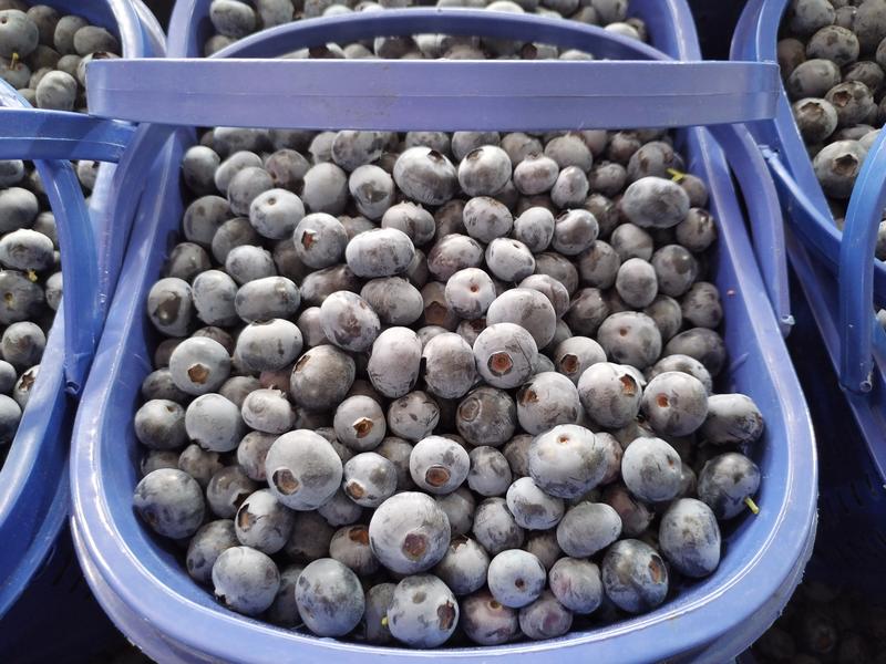 云南澄江抚仙湖蓝莓小糖豆500克/篮每天新鲜采摘当天发货