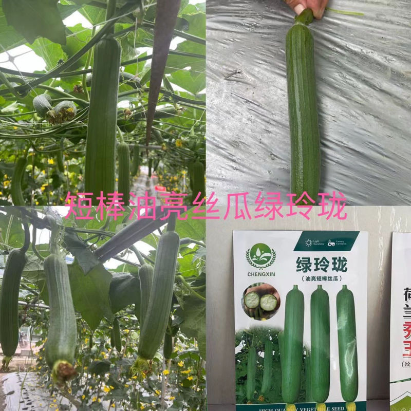 绿玲珑油亮短棒杂交丝瓜种子高产早熟抗病春秋油亮型丝瓜大田