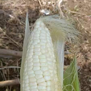 万糯糯包谷糯玉米