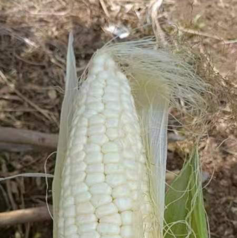 万糯糯包谷糯玉米