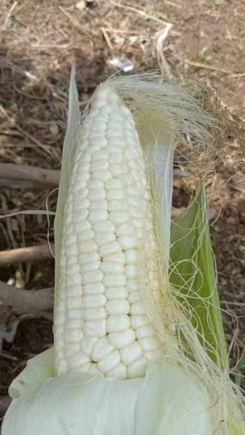 万糯糯包谷糯玉米