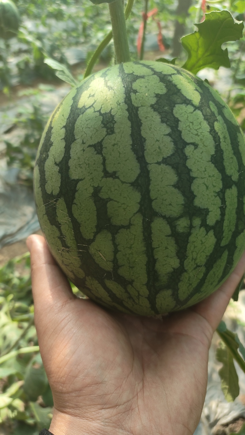 产地直发，量大优惠