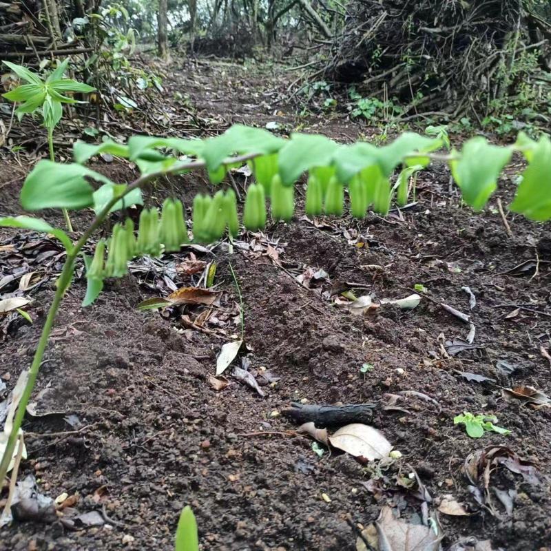 野生扩繁多花黄精苗，20厘米高