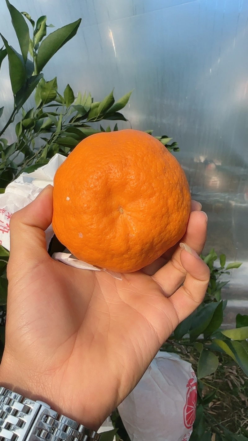 耙耙柑市场果子口感眯甜市场果耙耙柑大量出