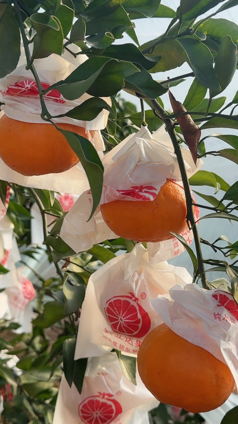 耙耙柑市场果子口感眯甜市场果耙耙柑大量出