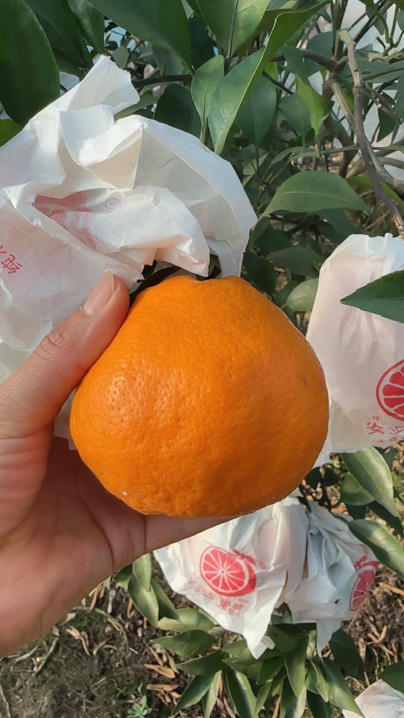 耙耙柑市场果子口感眯甜市场果耙耙柑大量出