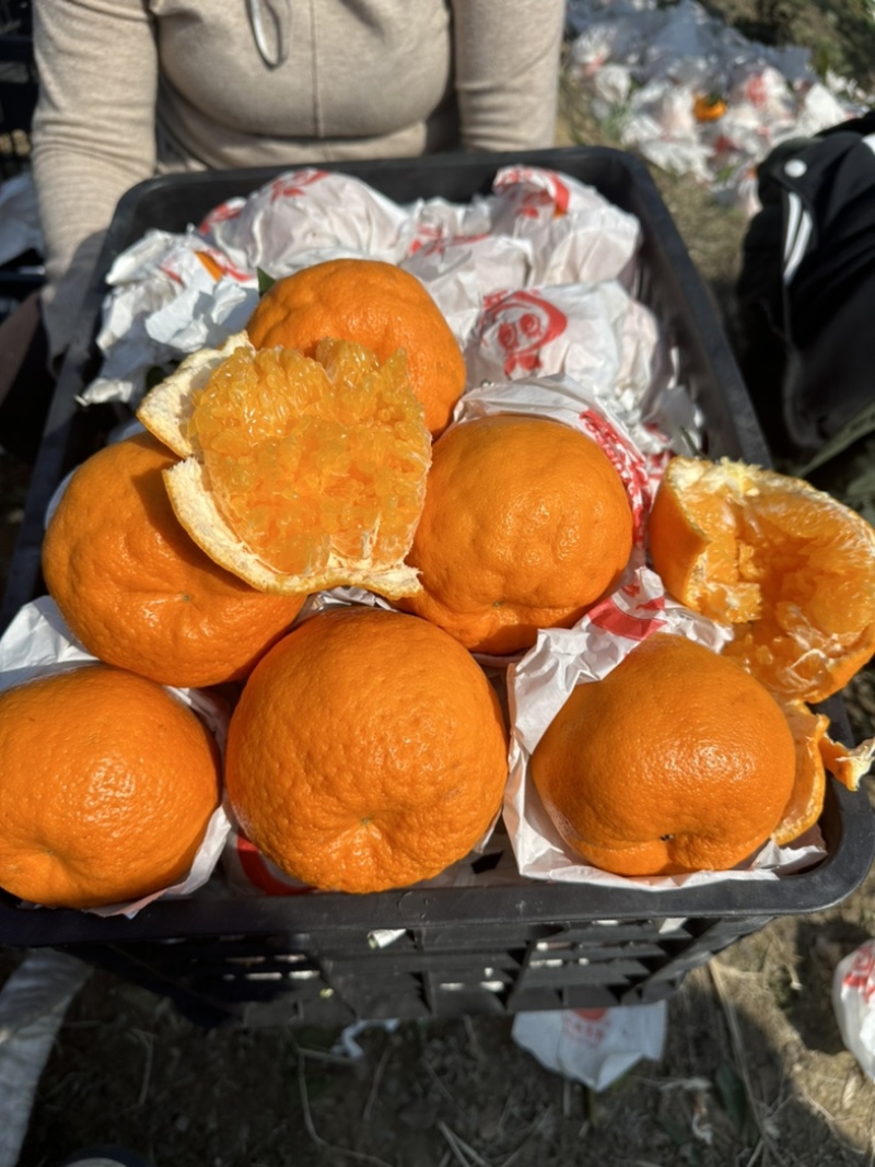 耙耙柑市场果子口感眯甜市场果耙耙柑大量出