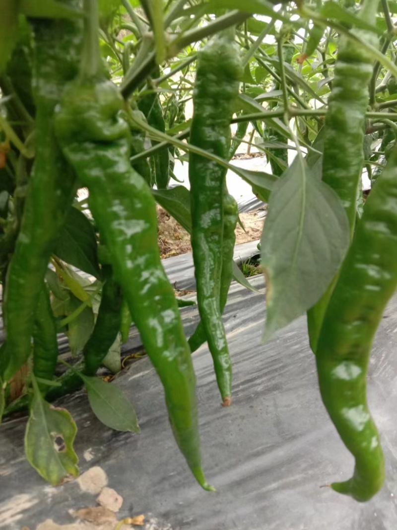 徐闻螺丝椒陇椒大量上市硬度高条形好皮薄肉厚价格低