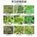 沪联氨基寡糖素蔬菜番茄小叶卷叶病毒病专用**杀菌剂农用药