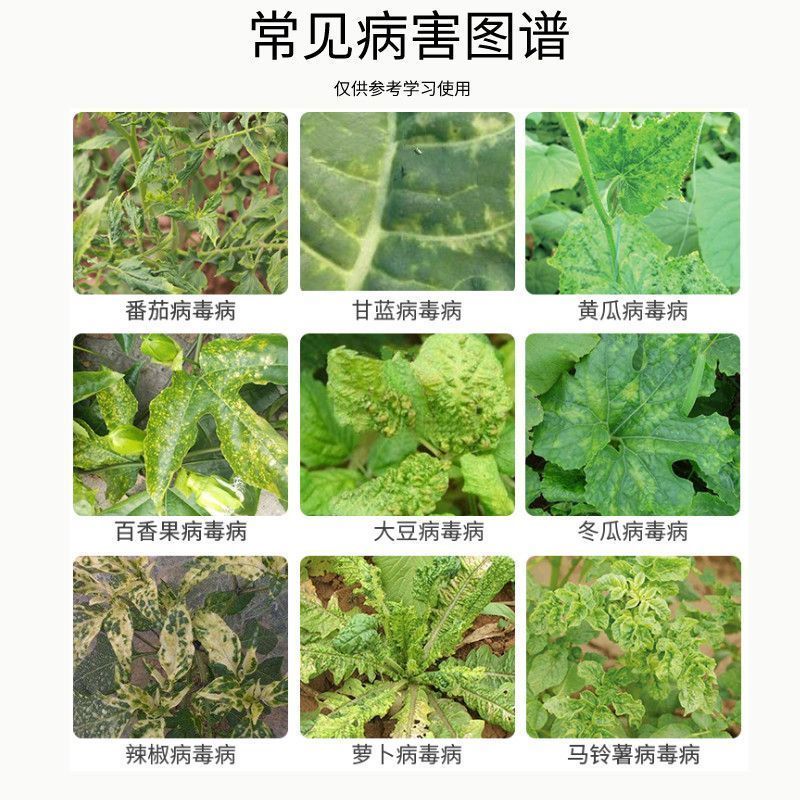 沪联氨基寡糖素蔬菜番茄小叶卷叶病毒病专用**杀菌剂农用药