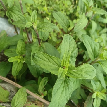 夏枯草又名：麦穗夏枯草、铁线夏枯草等