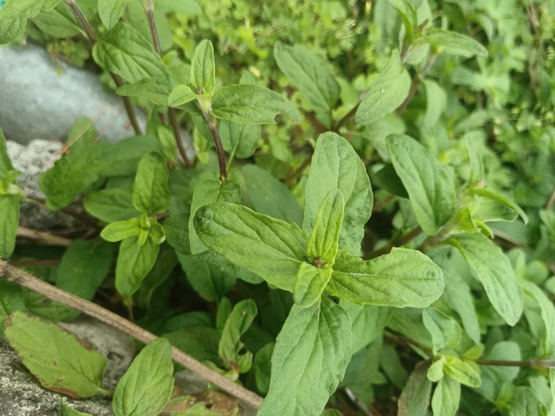 夏枯草又名：麦穗夏枯草、铁线夏枯草等