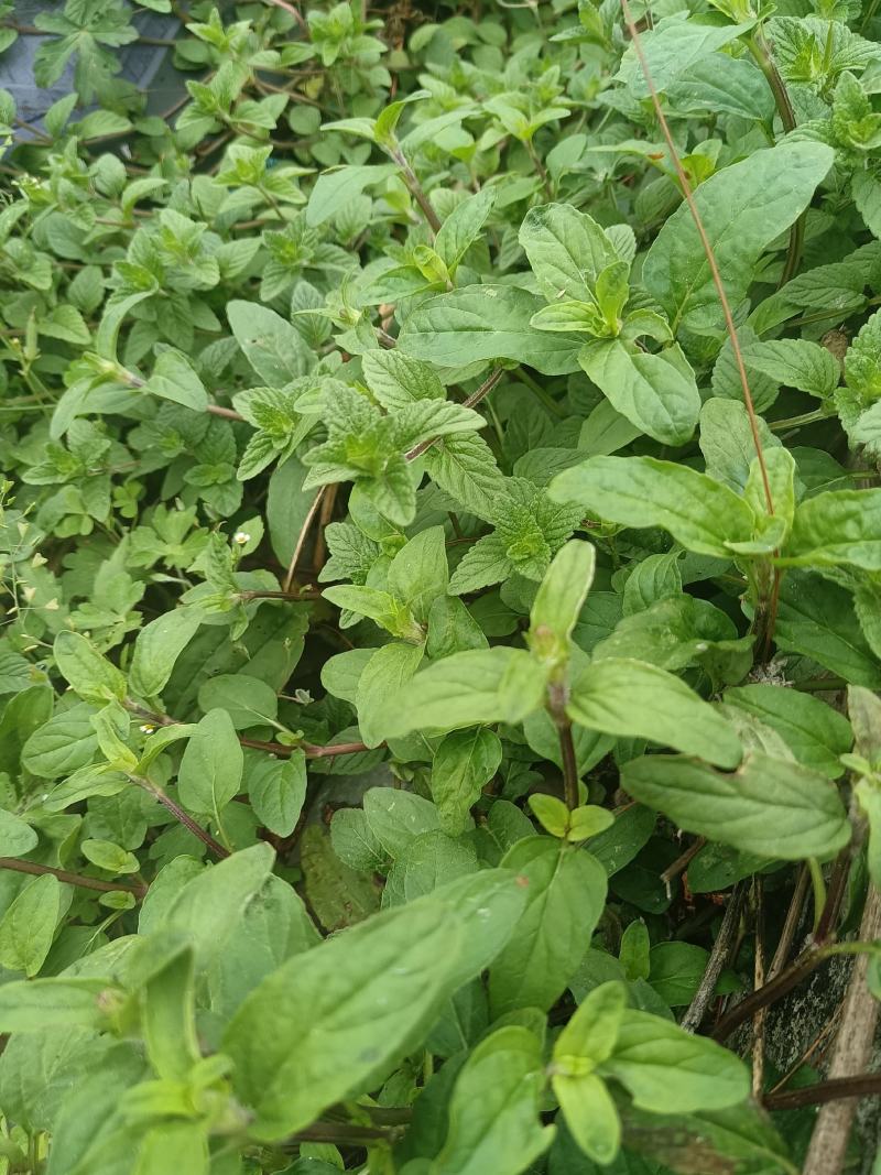 夏枯草又名：麦穗夏枯草、铁线夏枯草等