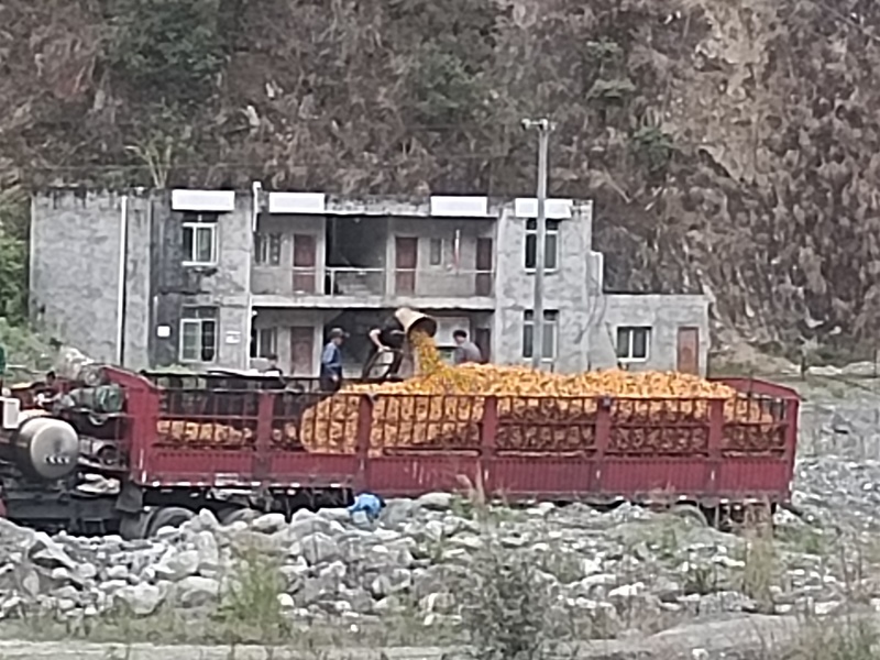 精品黄果柑，产地直发，货源充足，品质保证，欢迎致电