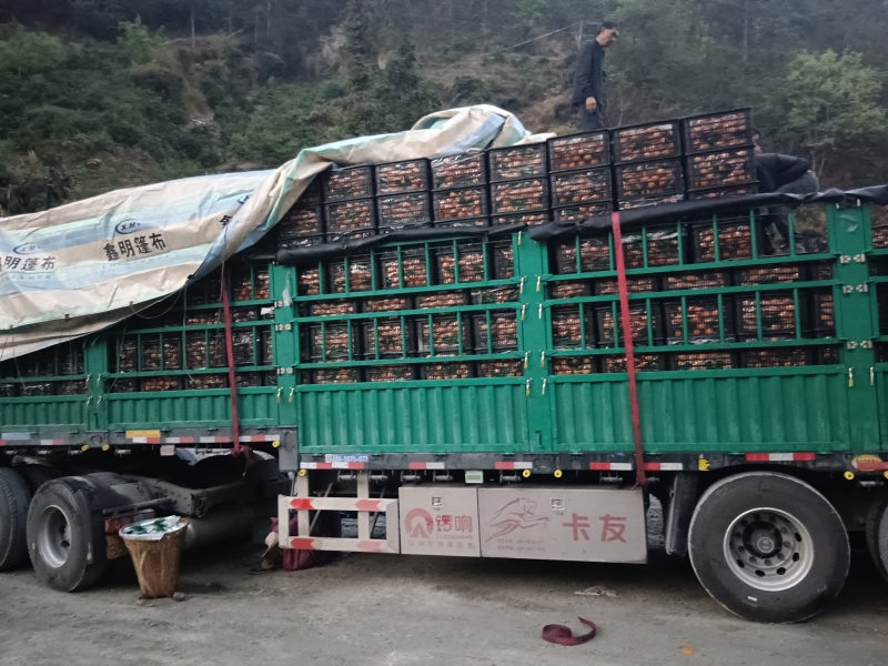 精品黄果柑，产地直发，货源充足，品质保证，欢迎致电