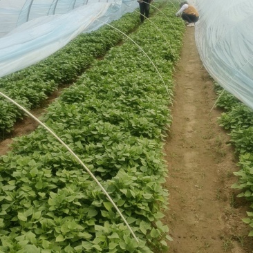 基地直供脱毒龙9苗拔苗剪苗德州夏津25公分以上产量高