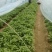 基地直供脱毒龙9苗拔苗剪苗德州夏津25公分以上产量高