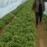 基地直供脱毒龙9苗拔苗剪苗德州夏津25公分以上产量高
