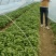 基地直供脱毒龙9苗拔苗剪苗德州夏津25公分以上产量高