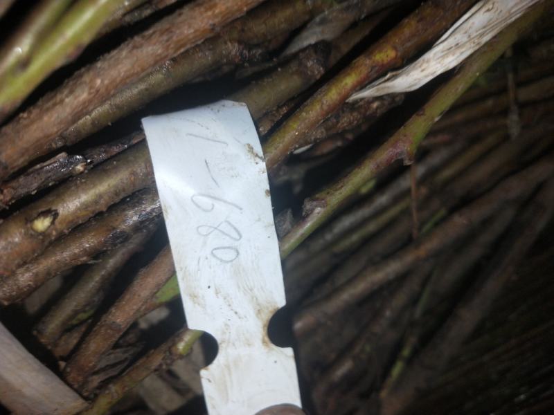 山东桃树精品桃树苗基地种植直发，成活率高有售后