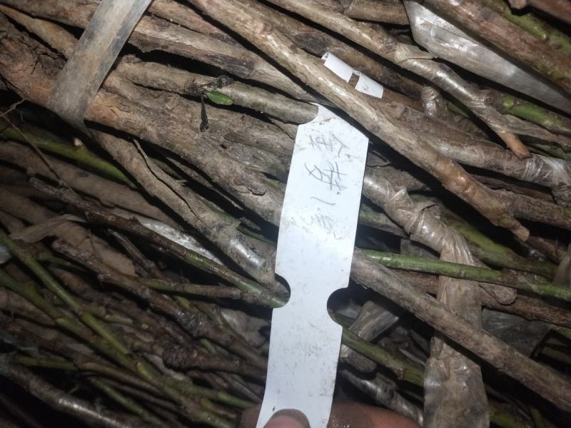 山东桃树精品桃树苗基地种植直发，成活率高有售后
