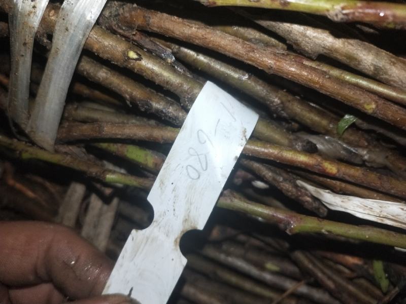 山东桃树精品桃树苗基地种植直发，成活率高有售后