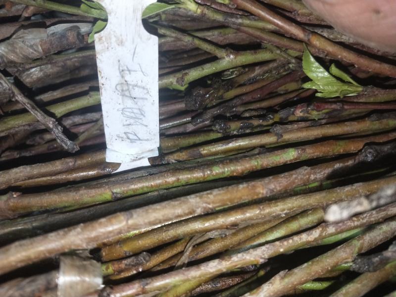 山东桃树精品桃树苗基地种植直发，成活率高有售后