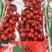 山东大樱桃，美早樱桃，红灯樱桃，产地直发，保质保量