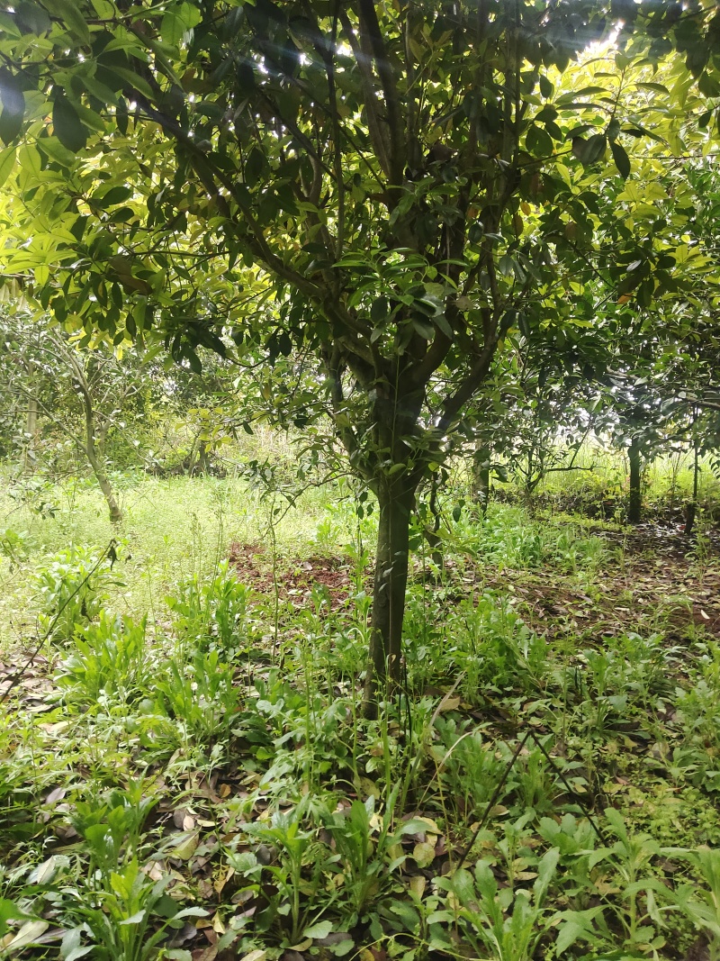 红叶石楠15至20公分三百棵