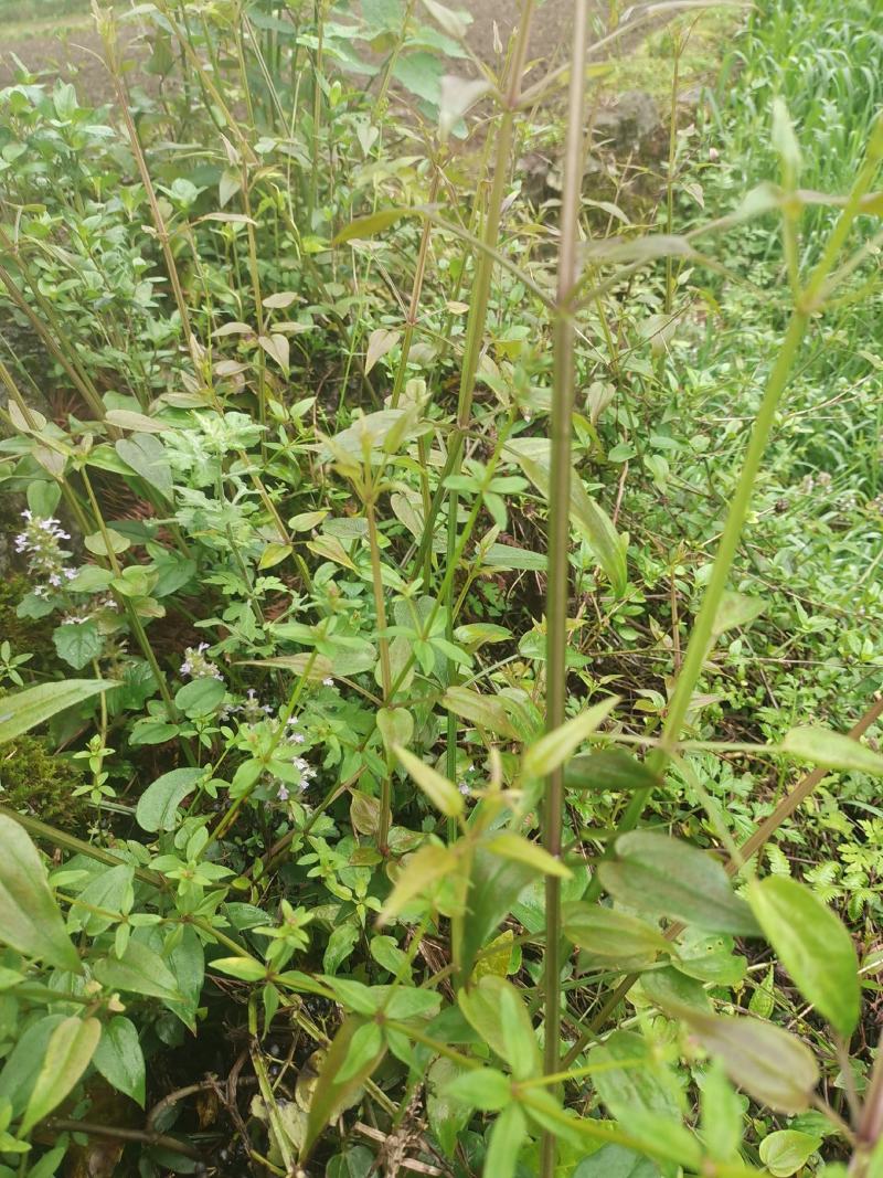 高山茜草