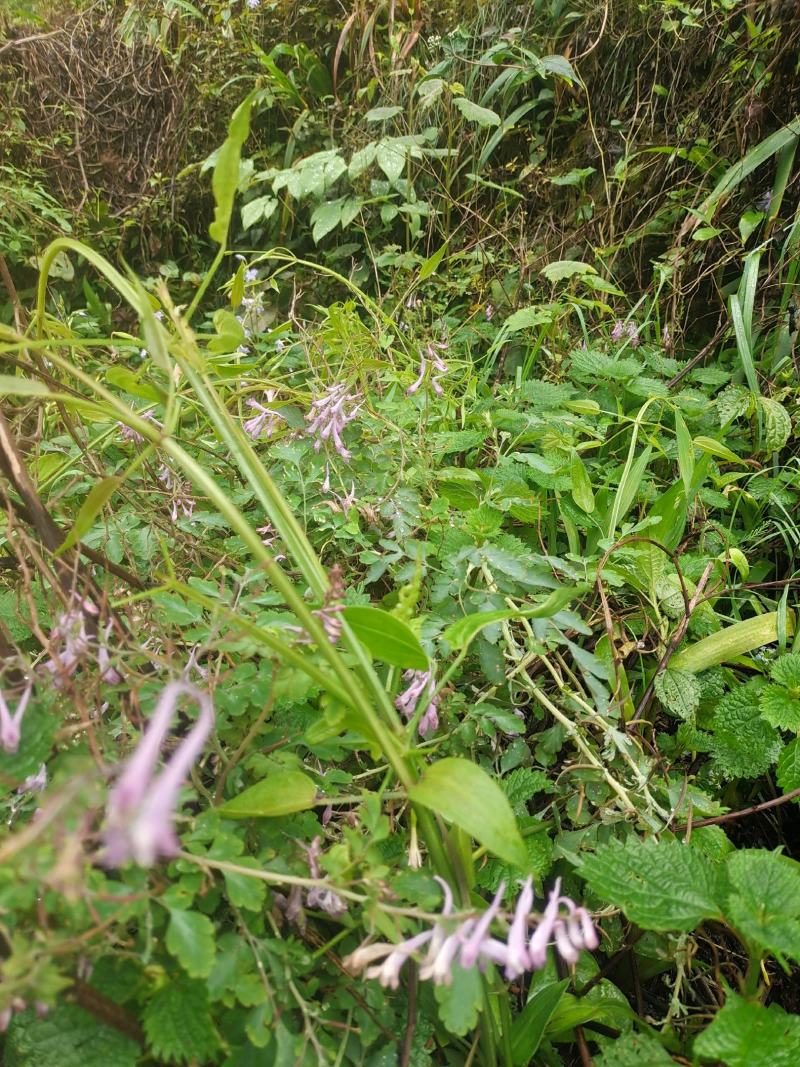 高山茜草