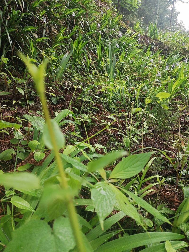 高山茜草