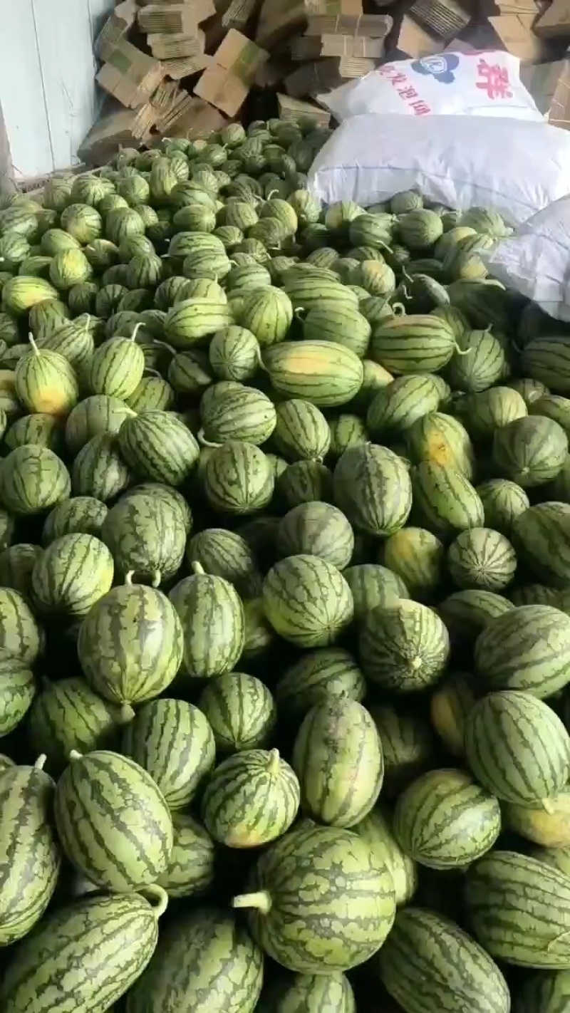 早春红玉西瓜手剥西瓜2k小糖丸全国代发皮薄熟度好货源充足