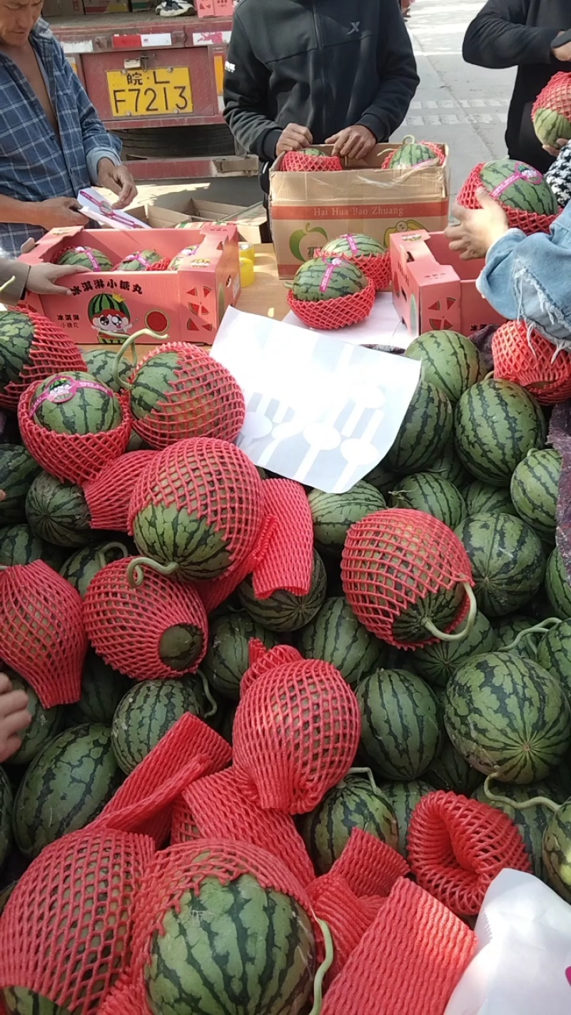 早春红玉西瓜手剥西瓜2k小糖丸全国代发皮薄熟度好货源充足