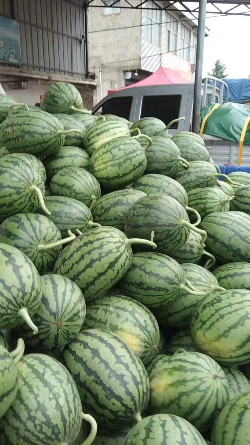 早春红玉西瓜手剥西瓜2k小糖丸全国代发皮薄熟度好货源充足