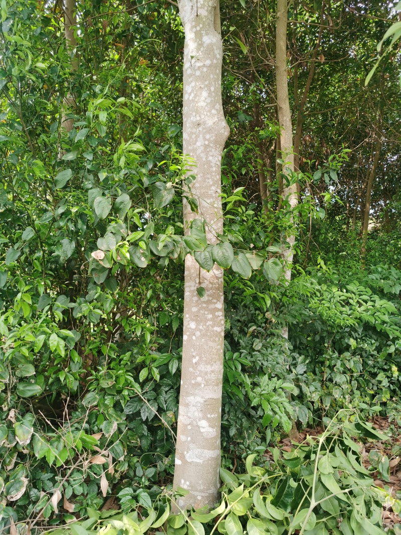 桂皮