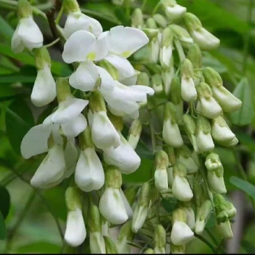 重庆洋槐花现货供应