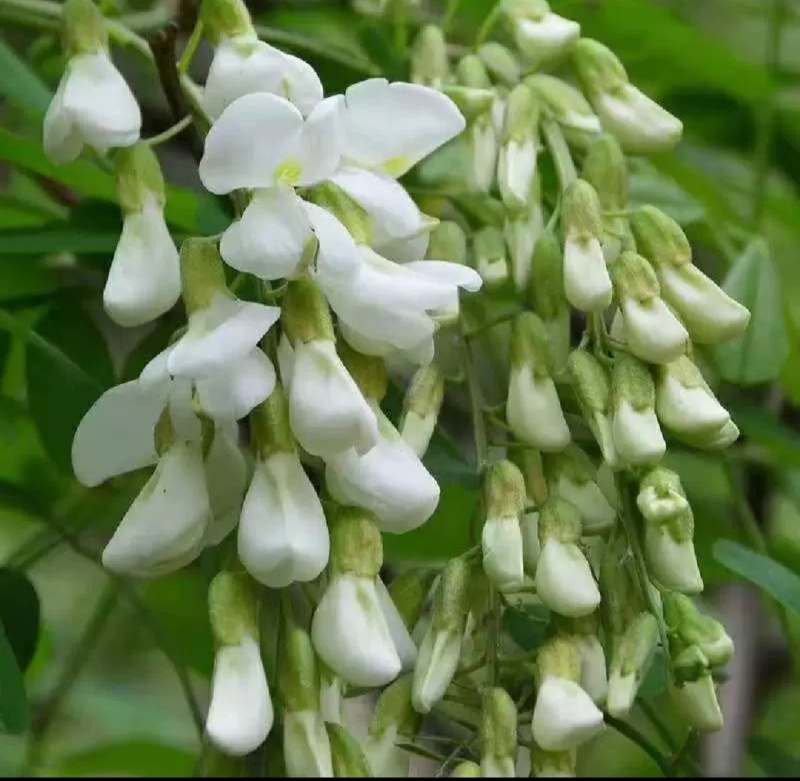重庆洋槐花现货供应