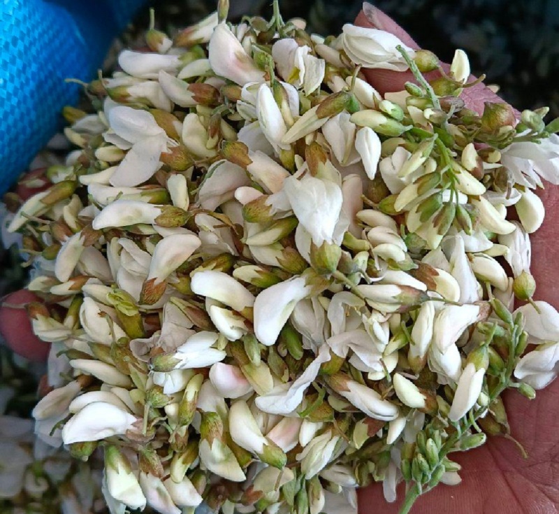 重庆洋槐花现货供应