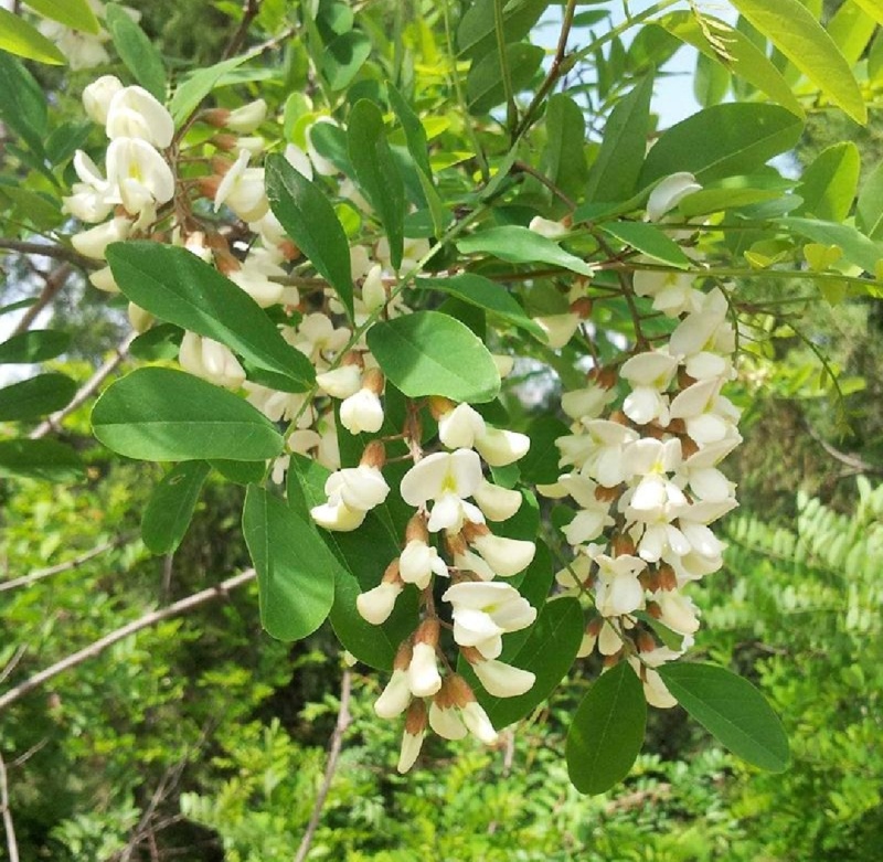 重庆洋槐花现货供应
