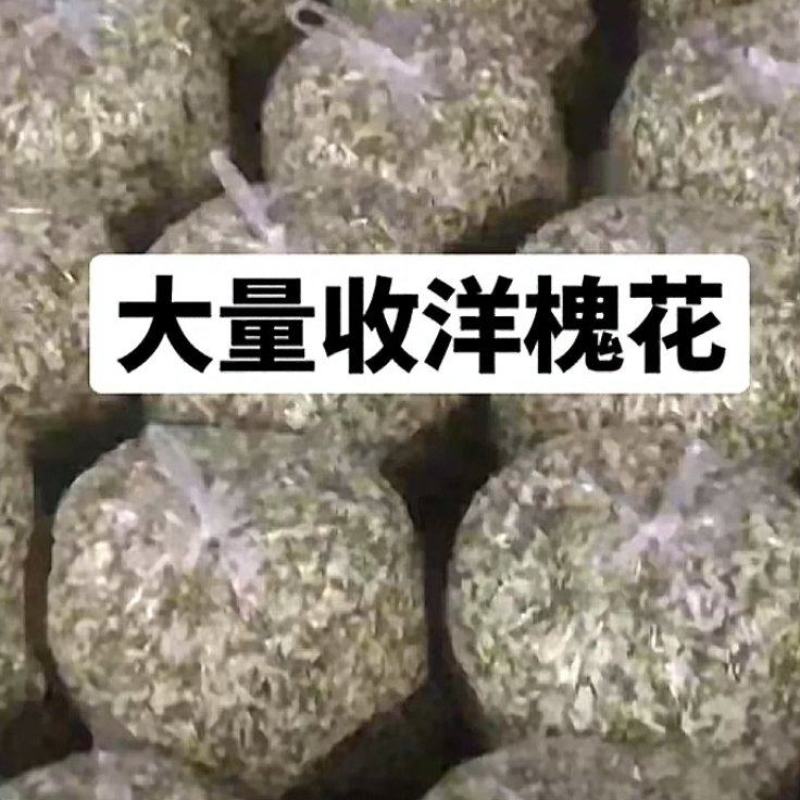有5吨特价槐花需要的可以联系