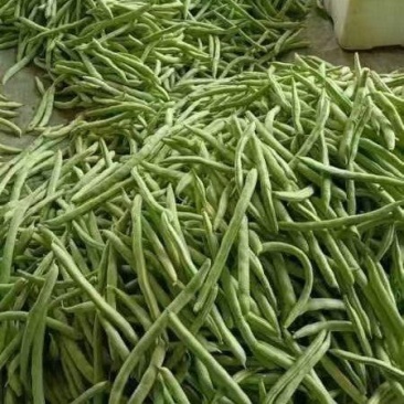 四季豆大量上市