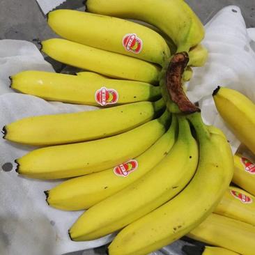 常年批发特价精品香蕉，大箱小箱，保质保量，可发全国