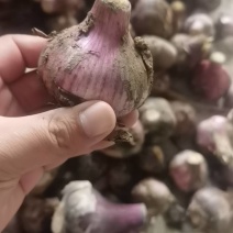 云南大瓣蒜