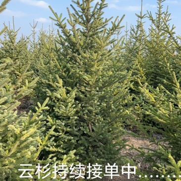 精品云杉，17米云杉长期出售，大量有货，大土球黄土