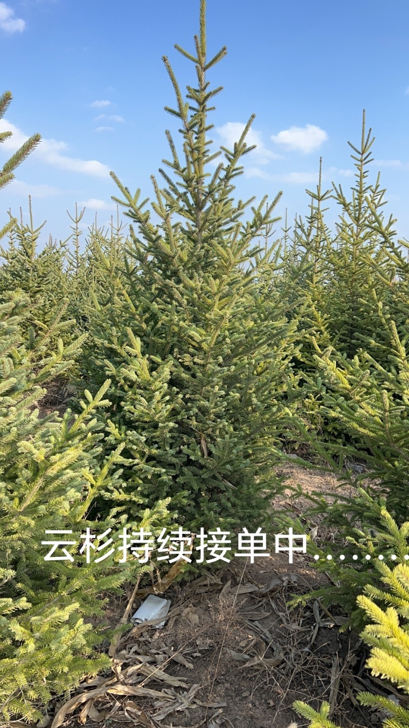 精品云杉，17米云杉长期出售，大量有货，大土球黄土