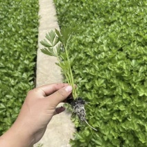 （正品皇后西芹苗）批发精品穴盘芹菜苗根系足价格低芹菜苗