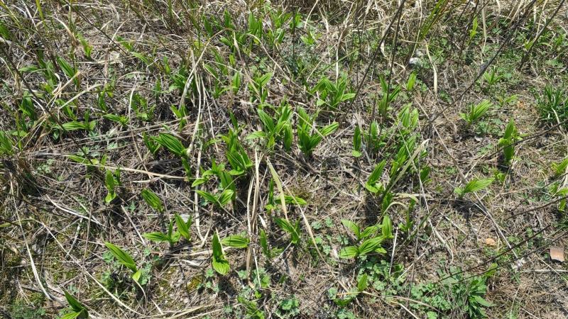 出售紫花白芨苗5000株